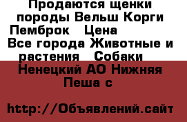 Продаются щенки породы Вельш Корги Пемброк › Цена ­ 40 000 - Все города Животные и растения » Собаки   . Ненецкий АО,Нижняя Пеша с.